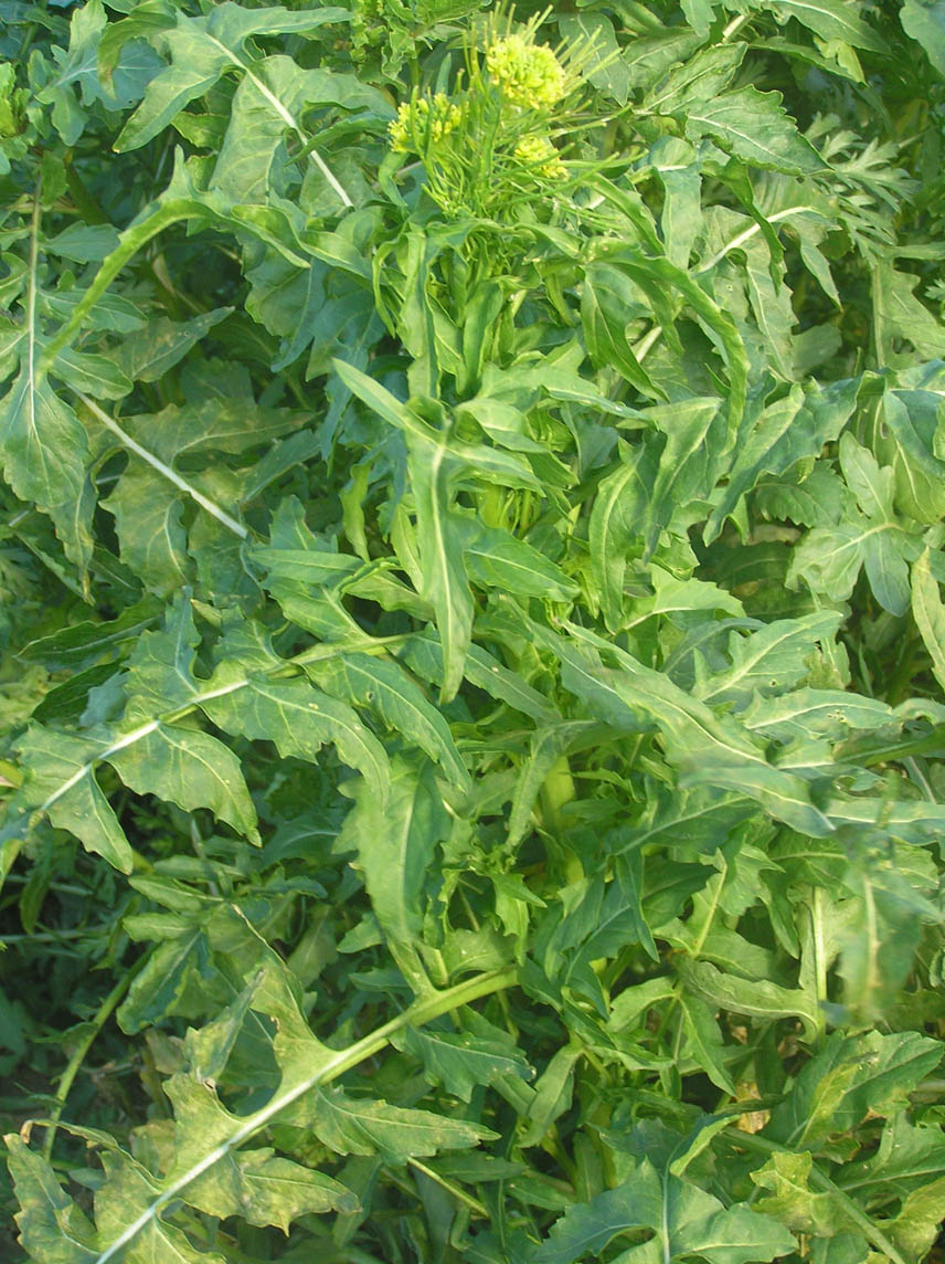 Sisymbrium irio / Erba cornacchia irida